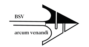 arcum-venandi